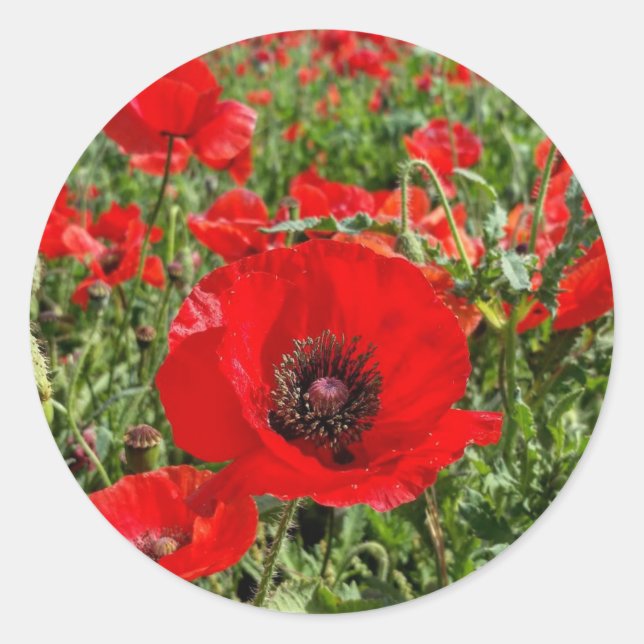 Adesivo Redondo Flandres Poppy Sticker (Frente)