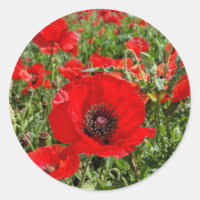 Flandres Poppy Sticker