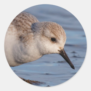 Adesivo Redondo Flautista de Sanderling Strolls Wintry Beach