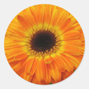 Adesivo Redondo Flor alaranjada