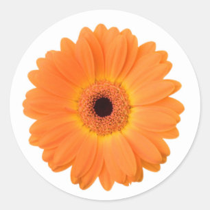 Adesivo Redondo Flor alaranjada brilhante da margarida do Gerbera