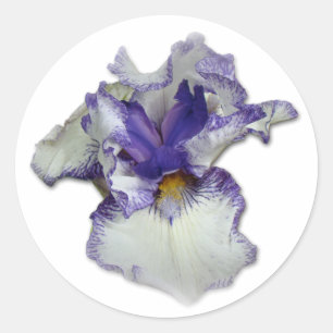 Adesivo Redondo Flor azul e branca da íris farpada
