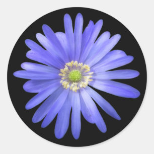 Adesivo Redondo Flor azul elegante da anêmona