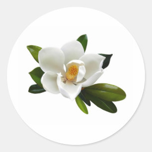 Adesivo Redondo flor branca da magnólia