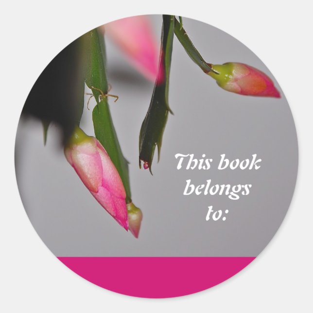 Adesivo Redondo Flor Cactus Christmas Bloom (Frente)