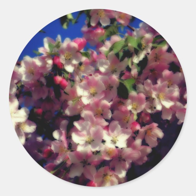 Adesivo Redondo Flor cor-de-rosa do Primavera (Frente)