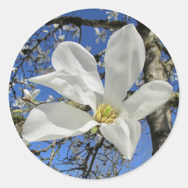 Adesivo Redondo Flor da Magnolia Branca em Árvore. (Frente)