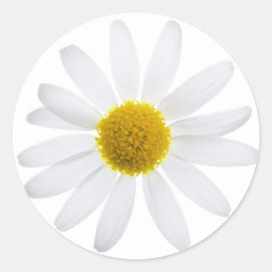 Adesivo Redondo Flor da margarida