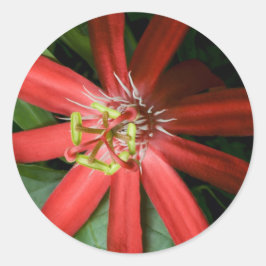 Adesivo Redondo Flor da Paixão Vermelha