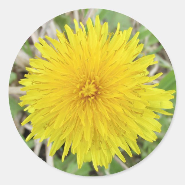 Adesivo Redondo Flor Dandelion Ortod (Frente)