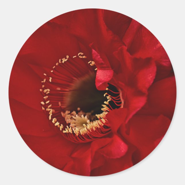 Adesivo Redondo Flor de cacto (Frente)