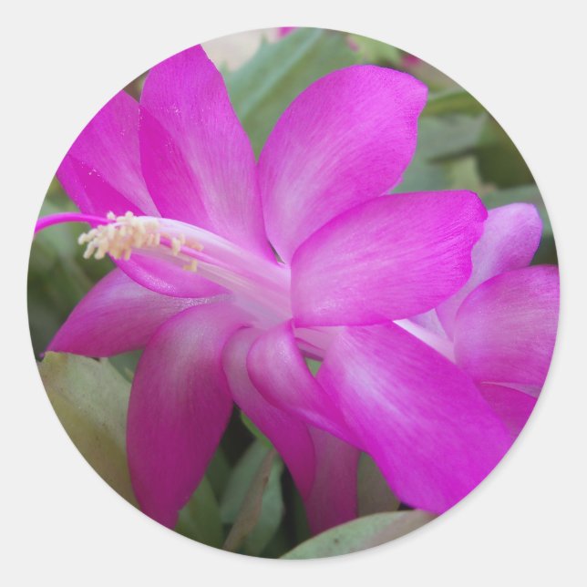 Adesivo Redondo Flor de cacto de Natal rosa (Frente)
