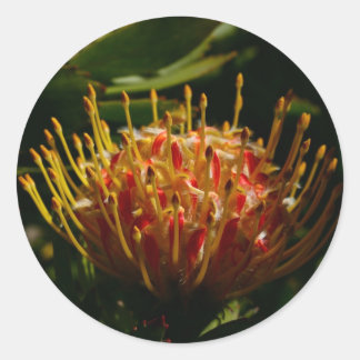 ADESIVO REDONDO FLOR DE CACTUS EXÓTICO LARANJA