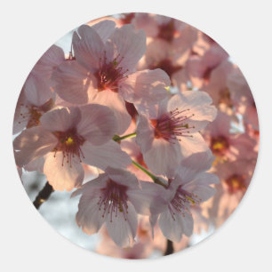 Adesivo Redondo Flor de Cerejeira: Japão