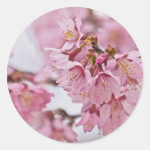 Adesivo Redondo Flor de Cerejeira Sakura Rosa Pálido