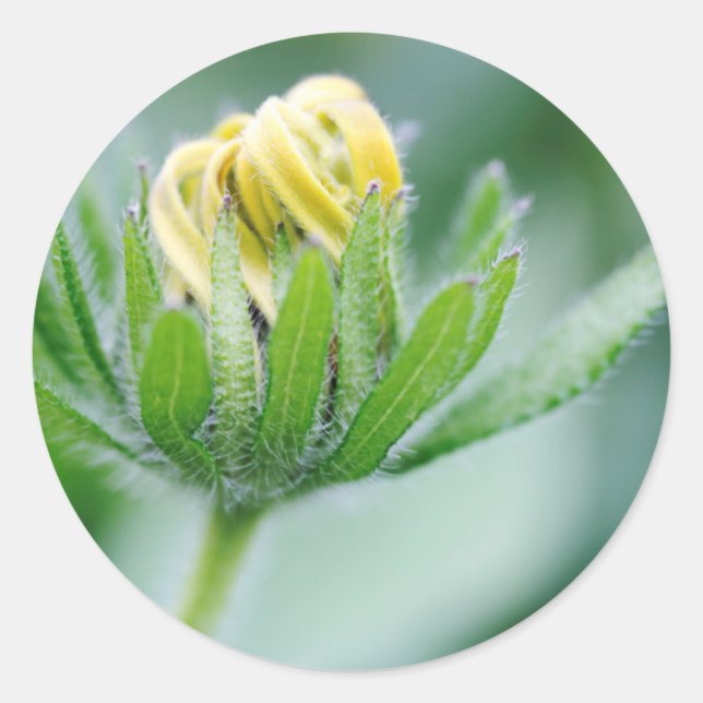 Adesivo Redondo Flor de Cone Flower em Flor (Frente)