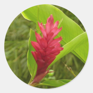 Adesivo Redondo Flor de Gengibre Vermelho (Alpinia) Tropical