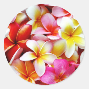 Adesivo Redondo Flor de Havaí do Frangipani do Plumeria