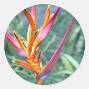 Adesivo Redondo Flor de Heliconia havaiana aprimorado