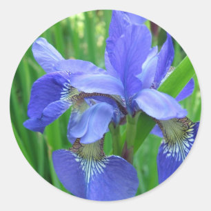 Adesivo Redondo flor de íris azul. Fotografia floral da natureza d