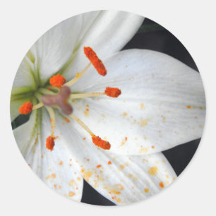 Adesivo Redondo flor de lírio branco