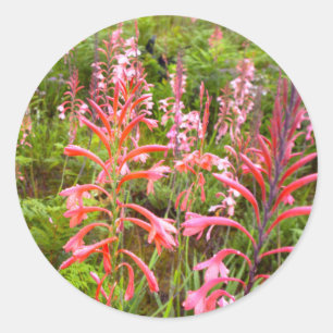 Adesivo Redondo Flor de Lírio Bugle (Watsonia), Cabo Oriental