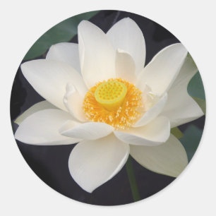 Adesivo Redondo Flor de Lotus