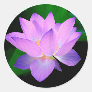 Adesivo Redondo Flor de Lotus