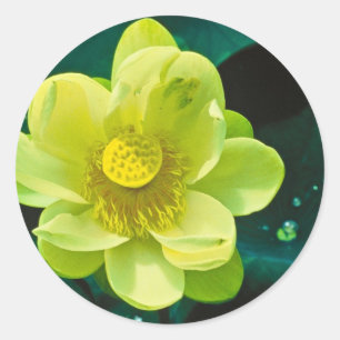 Adesivo Redondo Flor de Lotus