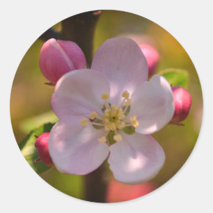 Adesivo Redondo Flor de Maçã na Primavera