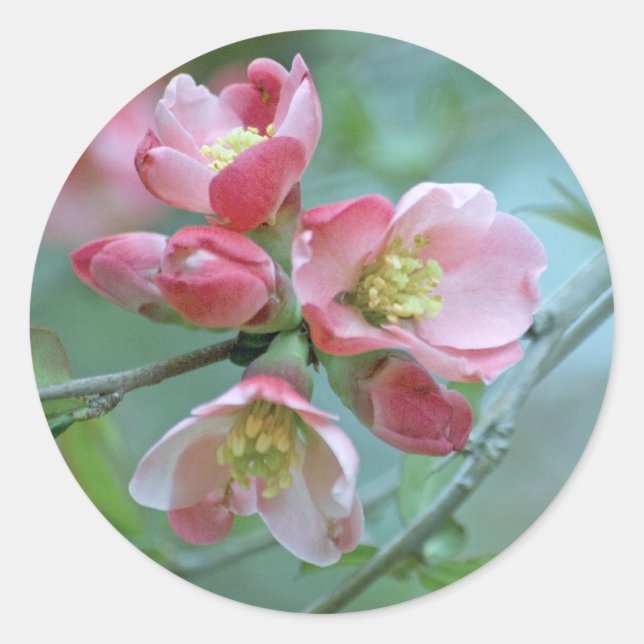 Adesivo Redondo Flor de Maçã #P0356 (Frente)