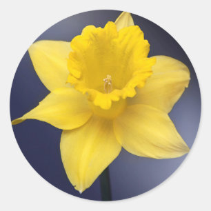 Adesivo Redondo Flor de Narciso Amarelo pintura em aquarela