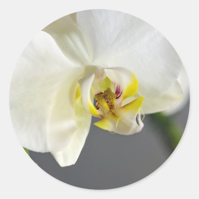 Adesivo Redondo Flor de Orquídea Branca (Frente)