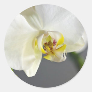 Adesivo Redondo Flor de Orquídea Branca
