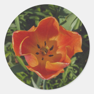 Adesivo Redondo flor de primavera vermelha