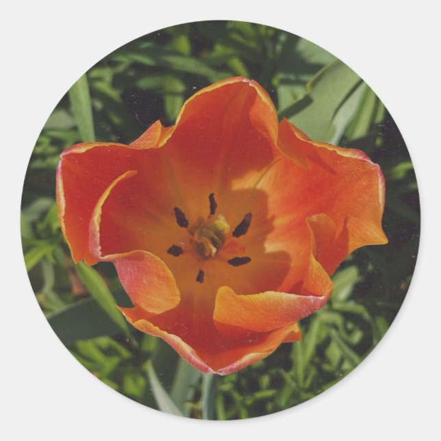 Adesivo Redondo flor de primavera vermelha (Frente)