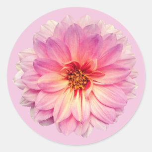 Adesivo Redondo Flor de Zínia Rosa
