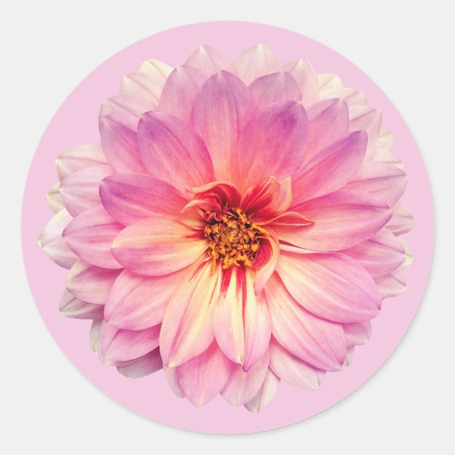 Adesivo Redondo Flor de Zínia Rosa (Frente)