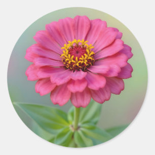 Adesivo Redondo Flor de Zínia Rosa Vibrante Macro Botânica