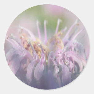 Adesivo Redondo Flor do beebalm da bergamota selvagem