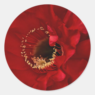 Adesivo Redondo Flor do cacto do Firelight