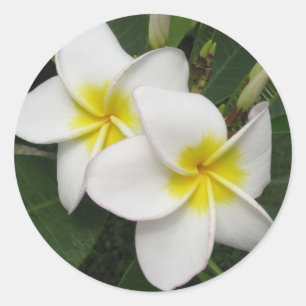 Adesivo Redondo Flor do Plumeria
