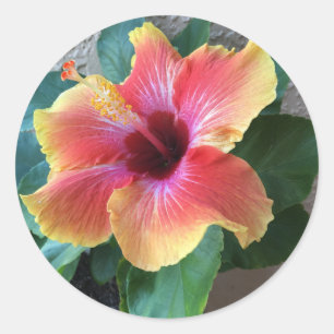 Adesivo Redondo Flor Hibiscus