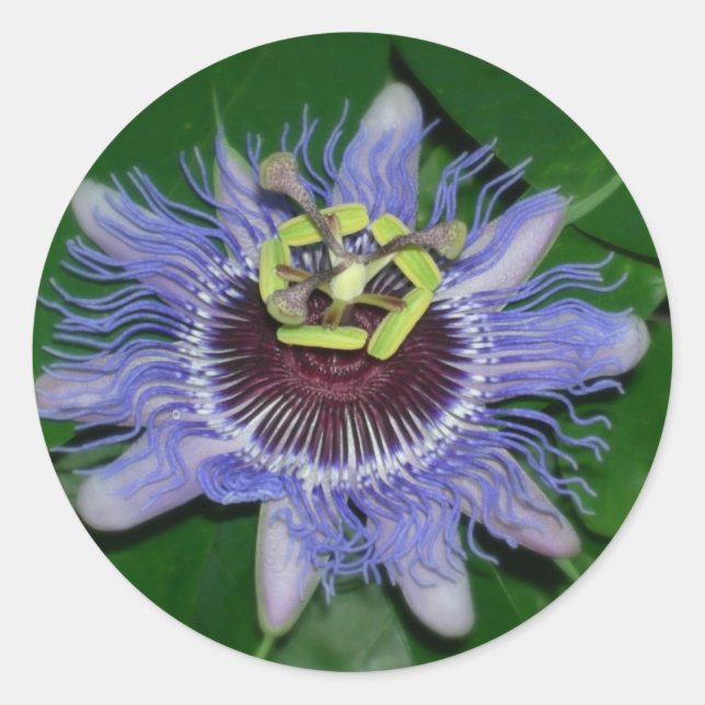 Adesivo Redondo Flor Ocoee Passiflora caerulea Flor de pastilha (Frente)