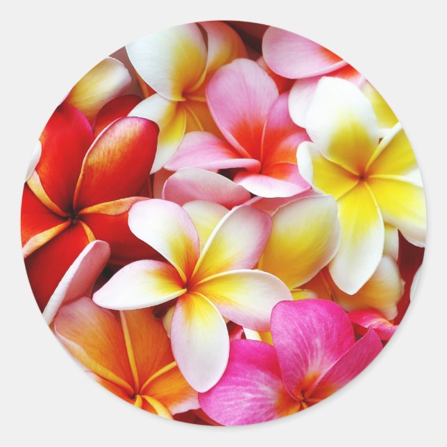 Adesivo Redondo Flor Plumeria Frangipani Hawaii Personalizado (Frente)