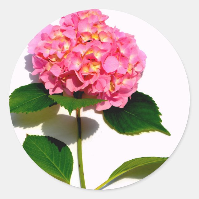 Adesivo Redondo Flor rosa, cor-de-rosa, hydrangea, cor-de-rosa (Frente)