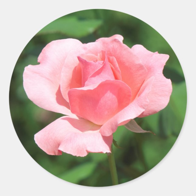 Adesivo Redondo Flor rosa rosa rosa rosa (Frente)