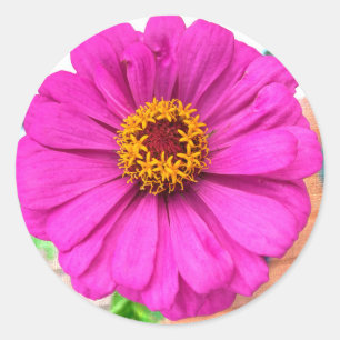 Adesivo Redondo Flor Roxo Zinnia em Bloom