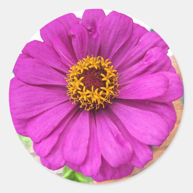 Adesivo Redondo Flor Roxo Zinnia em Bloom (Frente)