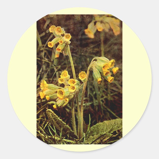 Adesivo Redondo Flor selvagem: Cowslip (Frente)
